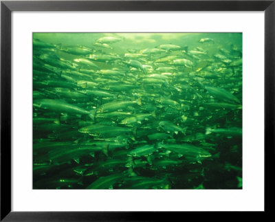 Due To High Demand, Atlantic Salmon Are Packed Too Tightly Into Pens by Paul Nicklen Pricing Limited Edition Print image
