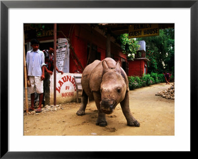 An Orphan Baby Indian Rhinoceros Standing In A Street, Royal Chitwan National Park, Sauraha, Nepal by Andrew Parkinson Pricing Limited Edition Print image