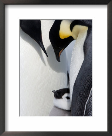 Emperor Penguin Chick And Adults, Snow Hill Island, Weddell Sea, Antarctica, Polar Regions by Thorsten Milse Pricing Limited Edition Print image