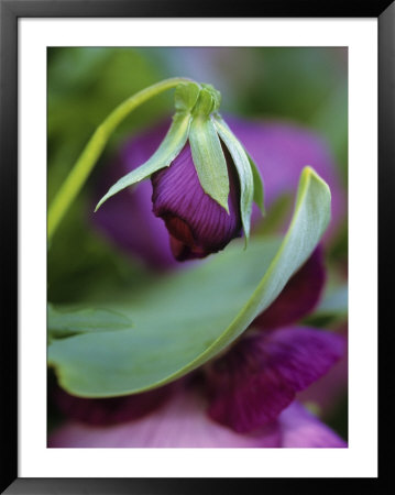 Close-Up Of Bud Opening In Spring by Nancy Rotenberg Pricing Limited Edition Print image
