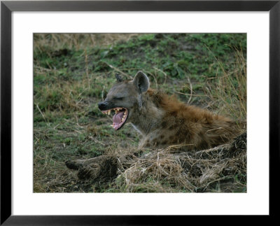 A Yawning Spotted Hyena by Roy Toft Pricing Limited Edition Print image