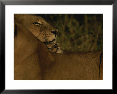 African Lioness Nuzzles Her Cub In Africa by Kim Wolhuter Pricing Limited Edition Print image