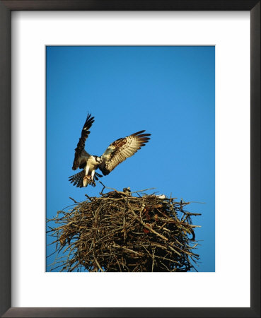 Osprey Over Nest, Muritz National Park, Germany by Norbert Rosing Pricing Limited Edition Print image