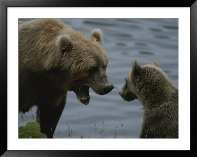 An Adult Grizzly Greets Her Young Cub by Karen Kasmauski Pricing Limited Edition Print image