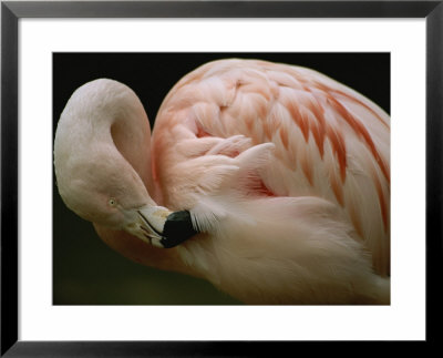 A Close View Of A Chilean Flamingo Preening Itself by Joel Sartore Pricing Limited Edition Print image