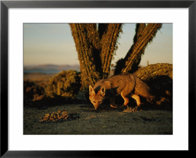 A Gray Fox In Front Of Columnar Cacti by Joel Sartore Pricing Limited Edition Print image