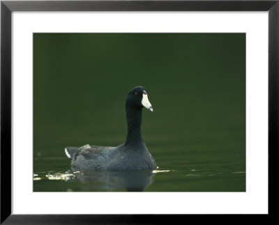 American Coot Floats On The Water by Klaus Nigge Pricing Limited Edition Print image