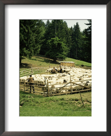 Shepherds Tending Sheep, Bucegi Mountains, Carpathian Mountains, Transylvania, Romania by Christopher Rennie Pricing Limited Edition Print image