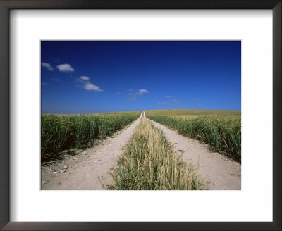 Straight Path Through Field, Hampshire, England, United Kingdom by Jean Brooks Pricing Limited Edition Print image