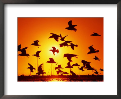 Seagulls At St. Kilda, Sunset, Melbourne, Victoria, Australia by John Banagan Pricing Limited Edition Print image