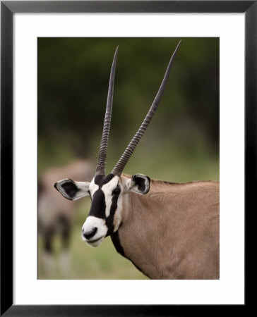 Gemsbok, Etosha National Park, Kunene, Namibia by Ariadne Van Zandbergen Pricing Limited Edition Print image