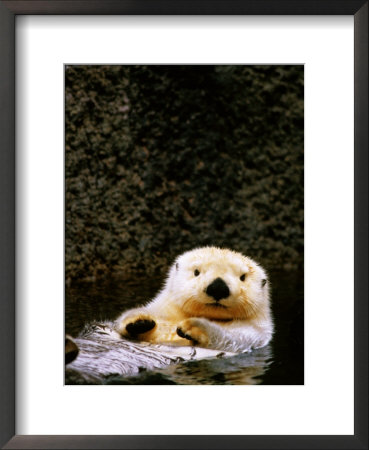 Sea Otter Floating On Its Back, Point Defiance Zoo, Tacoma, Washington by Mark Newman Pricing Limited Edition Print image