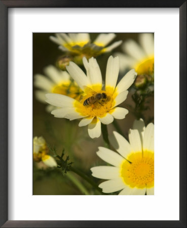 Bee Sitting On Wildflower, Naxos, Southern Aegean, Greece by Diana Mayfield Pricing Limited Edition Print image