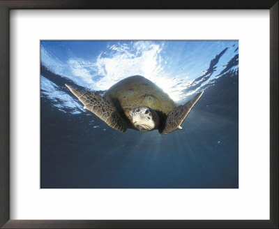 Green Turtle Swimming, Sulu-Sulawesi Seas, Indo Pacific Ocean by Jurgen Freund Pricing Limited Edition Print image