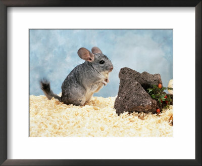 Long-Tailed Chinchilla At Play by Steimer Pricing Limited Edition Print image