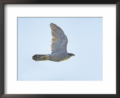 Northern Goshawk (Accipiter Gentilis) Flying, Helsinki Finland, December by Markus Varesvuo Pricing Limited Edition Print image