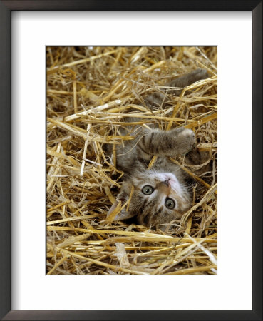 Domestic Cat, Tabby Farm Kitten Playing In Straw by Jane Burton Pricing Limited Edition Print image