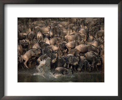 Nile Crocodile, Attacking Wildebeest, Mara River, Masai Mara, Kenya by Anup Shah Pricing Limited Edition Print image