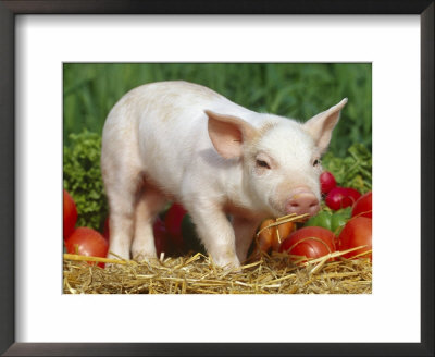Domsetic Piglet With Vegetables, Usa by Lynn M. Stone Pricing Limited Edition Print image