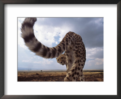 Juvenile Male Cheetah On Bonnet Of Vehicle Looking Back Under Tail At Photographer by Anup Shah Pricing Limited Edition Print image