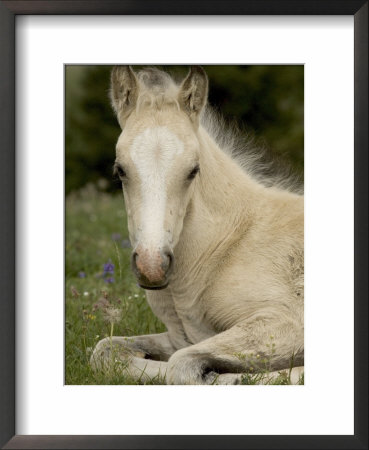 Mustang / Wild Horse Filly Portrait, Montana, Usa Pryor Mountains Hma by Carol Walker Pricing Limited Edition Print image