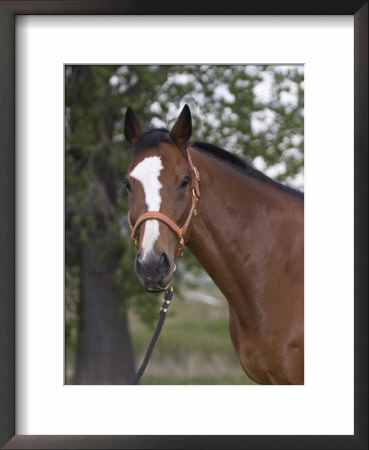 Bay Thoroughbred Gelding With Headcollar And Lead Rope, Fort Collins, Colorado, Usa by Carol Walker Pricing Limited Edition Print image