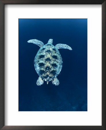 Green Sea Turtle, Indo Pacific by Jurgen Freund Pricing Limited Edition Print image