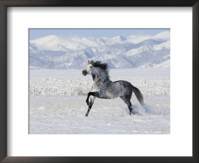 Grey Andalusian Stallion Trotting In Snow, Longmont, Colorado, Usa by Carol Walker Pricing Limited Edition Print image