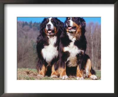 Two Bernese Mountains Dogs by Reinhard Pricing Limited Edition Print image