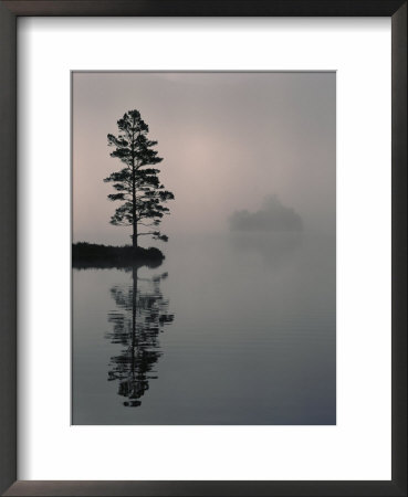 Lone Scots Pine, In Mist On Edge Of Lake, Strathspey, Highland, Scotland, Uk by Pete Cairns Pricing Limited Edition Print image