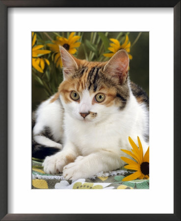 4-Months, Portrait Of Tabby-Tortoiseshell-And-White Female Lying On Garden Table With Coneflowers by Jane Burton Pricing Limited Edition Print image