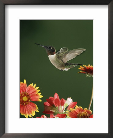 Ruby Throated Hummingbird, Male Flying, Texas, Usa by Rolf Nussbaumer Pricing Limited Edition Print image