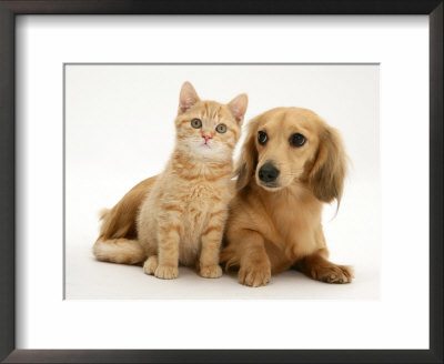 Cream Kitten With Cream Dapple Dachshund Puppy by Jane Burton Pricing Limited Edition Print image
