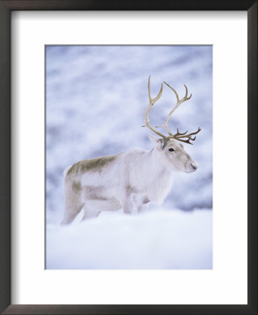 Reindeer Stag In Winter Snow (Rangifer Tarandus) From Domesticated Herd, Scotland, Uk by Niall Benvie Pricing Limited Edition Print image