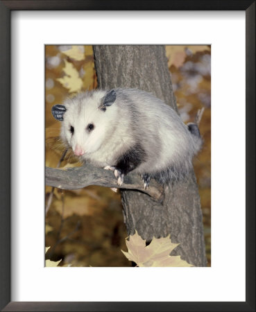 Virginia Opossum In Tree Usa by Lynn M. Stone Pricing Limited Edition Print image