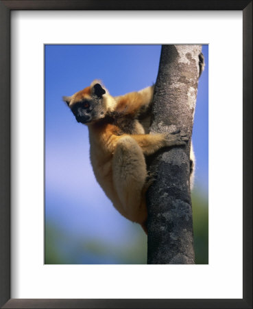 Golden Crowned Sifaka (Propithecus Tattersalli) Madagascar by Pete Oxford Pricing Limited Edition Print image