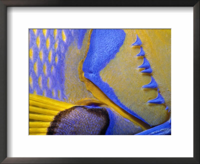 Queen Angelfish Close-Up Of Gills And Pectoral Fin, Bahamas, Caribbean by Jeff Rotman Pricing Limited Edition Print image