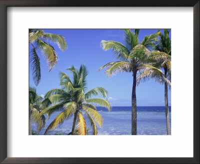 Coconut Palms On Beach, Tropical Island Of Belize, Summer 1997 by Phil Savoie Pricing Limited Edition Print image