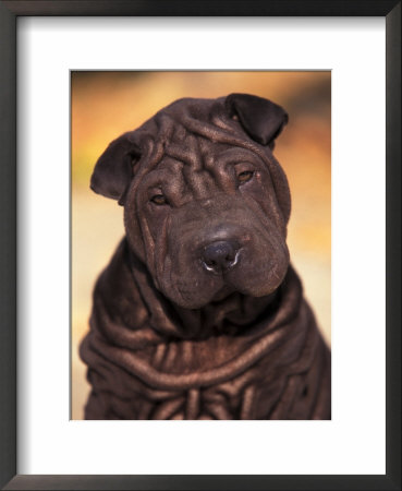 Black Shar Pei Puppy Portrait Showing Wrinkles Face And Chest by Adriano Bacchella Pricing Limited Edition Print image