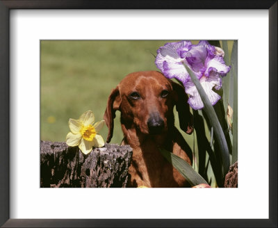 Dachshund Dog Amongst Flowers, Usa by Lynn M. Stone Pricing Limited Edition Print image