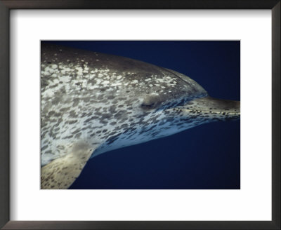 Head Profile Of Atlantic Spotted Dolphin, Gulf Of Mexico by Todd Pusser Pricing Limited Edition Print image