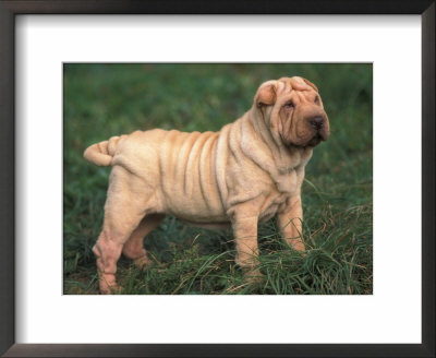 Shar Pei Standing In Grass by Adriano Bacchella Pricing Limited Edition Print image