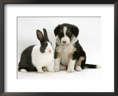 Tricolour Border Collie Puppy With Blue Dutch Rabbit by Jane Burton Pricing Limited Edition Print image