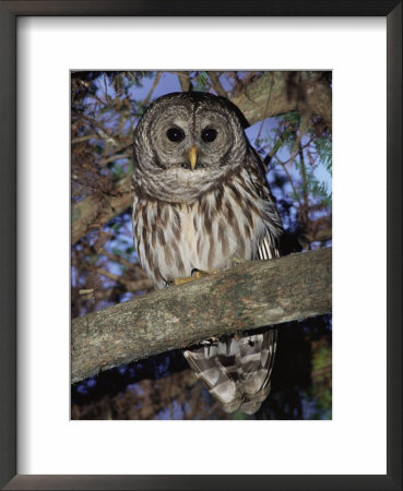 Barred Owl In Tree, Corkscrew Swamp Sanctuary Florida Usa by Rolf Nussbaumer Pricing Limited Edition Print image
