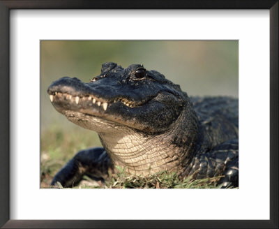 American Alligator Portrait, Florida, Usa by Lynn M. Stone Pricing Limited Edition Print image