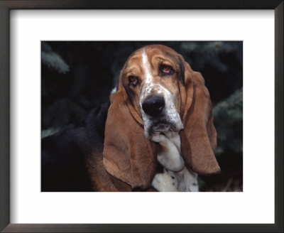 Bassett Hound Portrait, Usa by Lynn M. Stone Pricing Limited Edition Print image