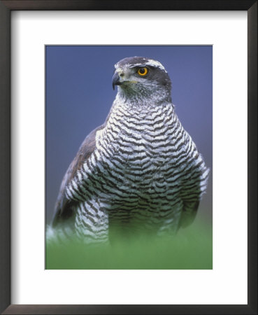 Northern Goshawk, Male Close-Up, Scotland by Pete Cairns Pricing Limited Edition Print image