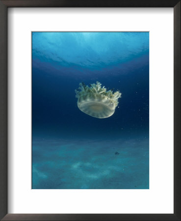 Upsidedown Jellyfish (Cassiopeia Sp) Caribbean by Jurgen Freund Pricing Limited Edition Print image