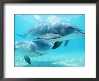 Two Bottlenose Dolphins, Discovery Cove, Florida, Usa by Doug Perrine Pricing Limited Edition Print image