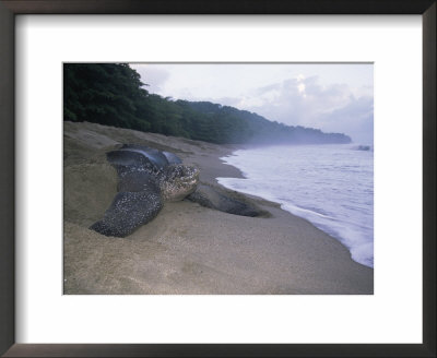 Leatherback Turtle Returning To Sea After Laying Eggs, Grand Riviere, Trinidad by Pete Oxford Pricing Limited Edition Print image